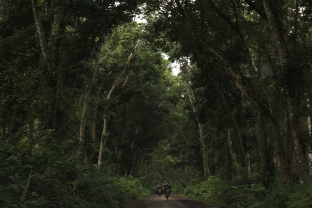 Menelusuri Hutan Alas Purwo menuju Pantai Plengkung